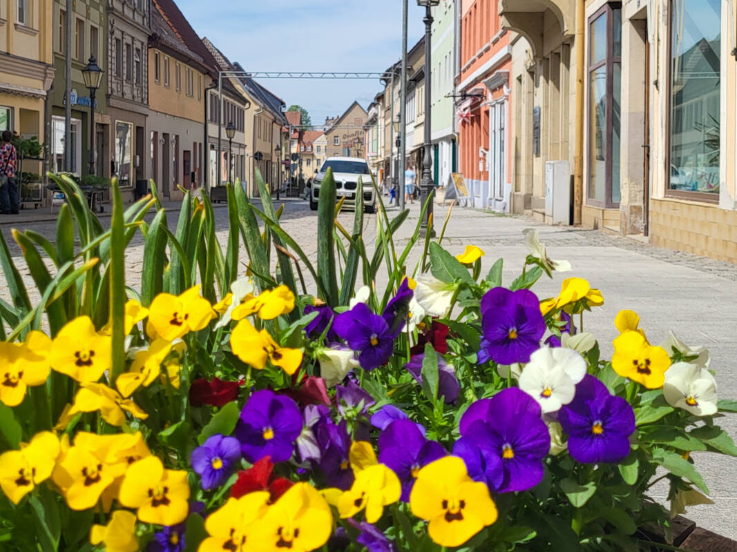 Frühjahrsblüher im Steinweg