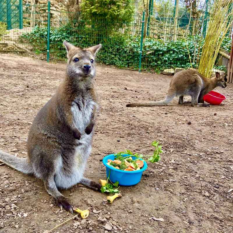 Känguru im Eisenberger Tiergarten