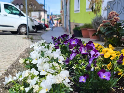 Gute Stimmung verbreiten die bunten Frühblüher in der Innenstadt.